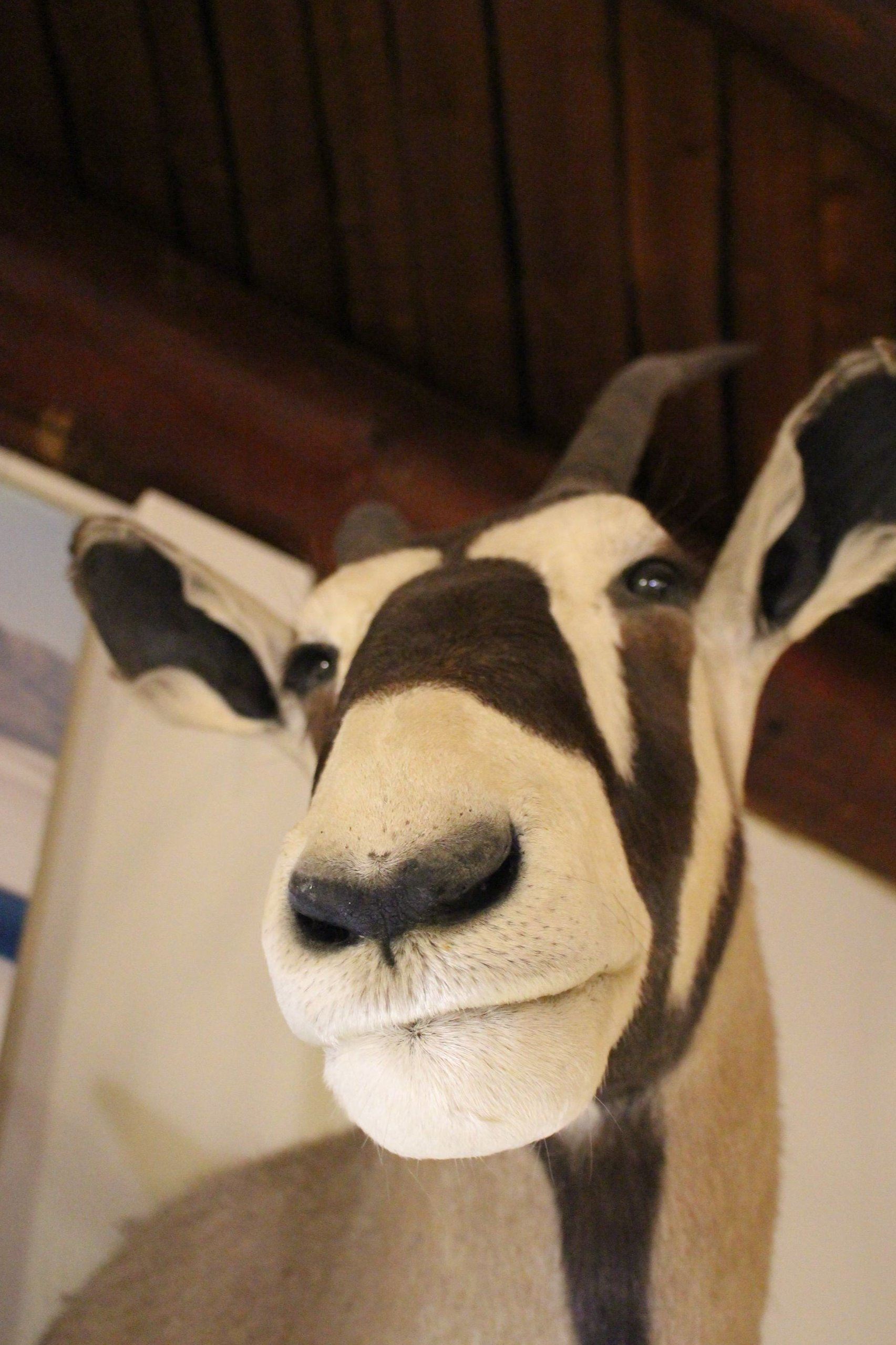 Oryx at the Tularosa Basin Museum
