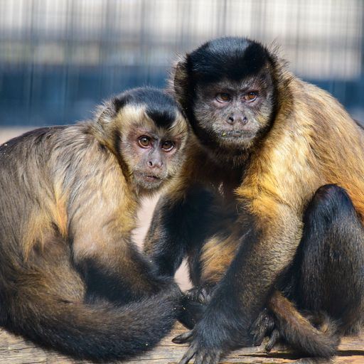 Two capuchin monkeys at the zoo