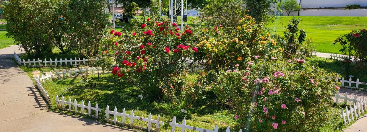 Rose Garden 6_29_24 ._jpeg