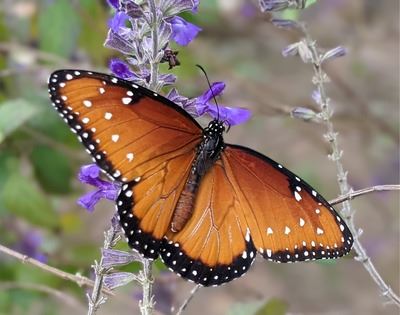 Orange and black butterfly on a plant with purple flowers